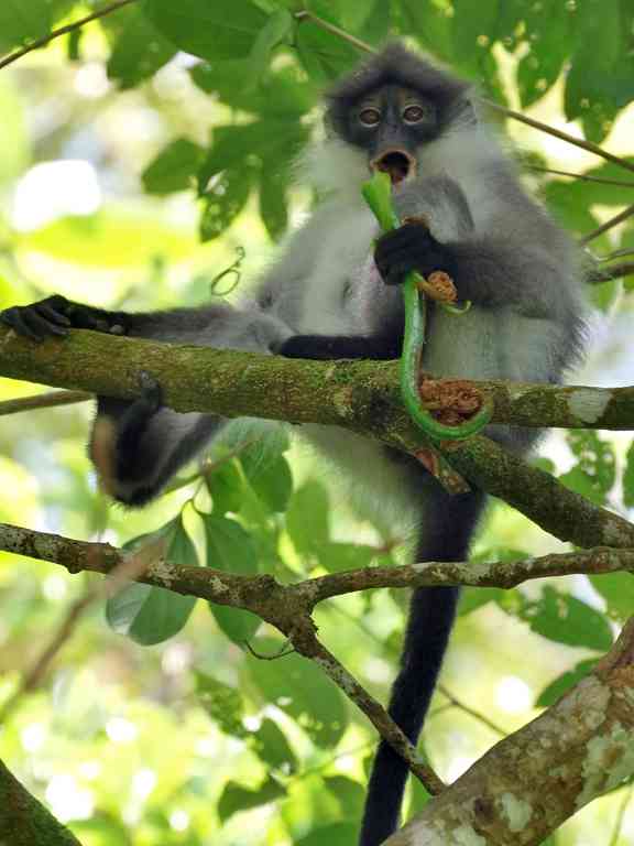 Weißschenkliger Langur (Presbytis siamensis) - primata.de