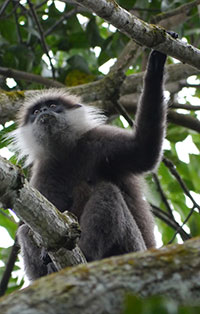 Weißbartlangur (Trachypithecus vetulus) - primata.de.