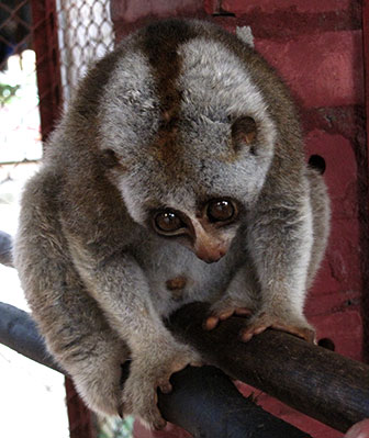 Plumploris sind in Indonesien beheimatet