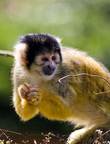 Die Trockennasenaffen (Haplorhini, Haplorrhini) - primata.de