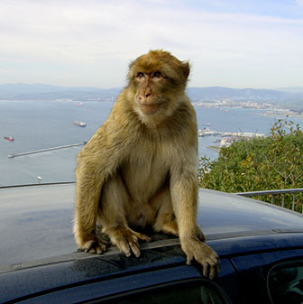 Berberaffen, Upper Rock, Gibraltar
