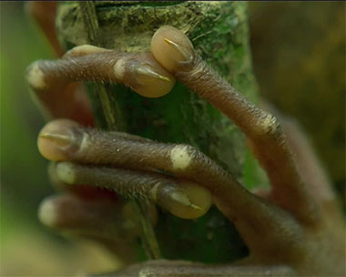 Finger eines Koboldmakis