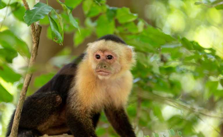 Weißschulter-Kapuziner (Cebus capucinus) in Costa Rica