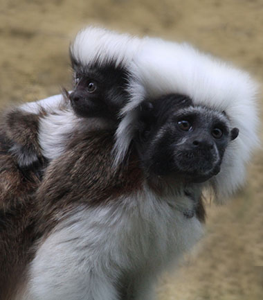 Lisztäffchen mit Baby
