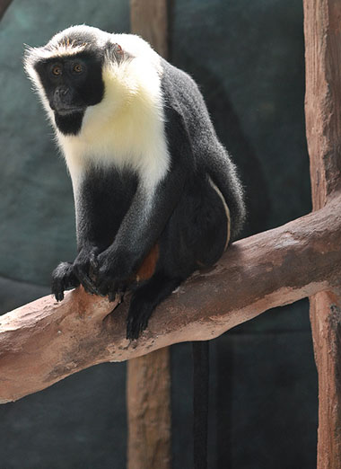 Die Altweltaffen (Catarrhini) - primata.de