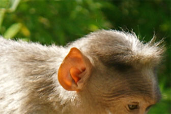 Akustische Wahrnehmung (Macaca mulatta)