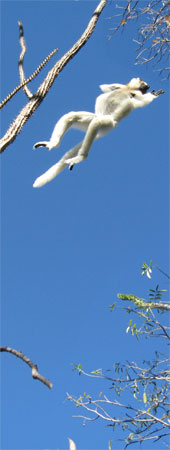 Springender Sifaka (Propithecus)