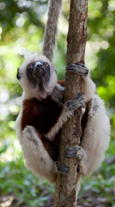 aufrechte Körperhaltung beim Sifaka