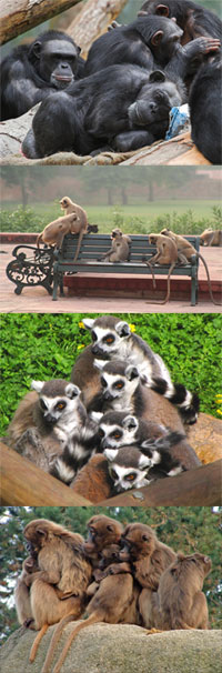 Soziale Gruppen bei Primagen