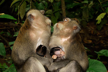 Soziale Gruppen bei Primagen