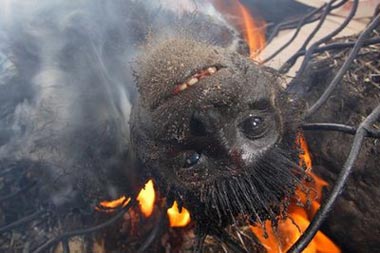 Stummelaffe als Bushmeat auf dem Feuer