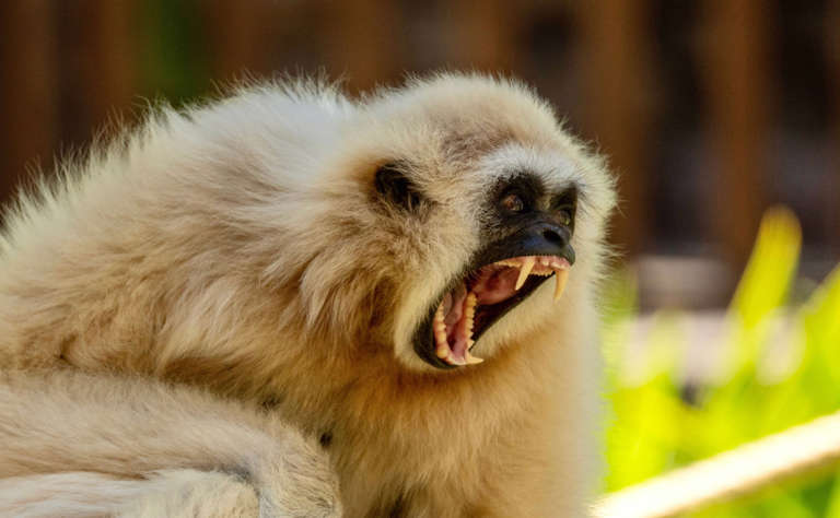 Gebiss eines Gibbons (Kleiner Menschenaffe)