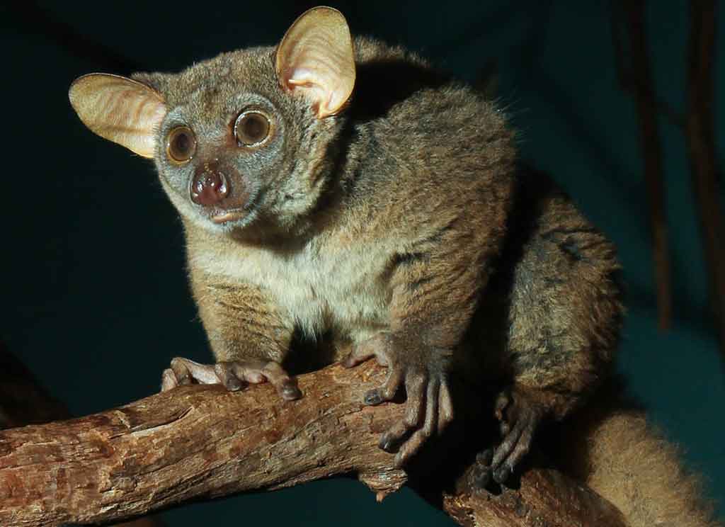 Die Feuchtnasenaffen (Strepsirrhini) - primata.de