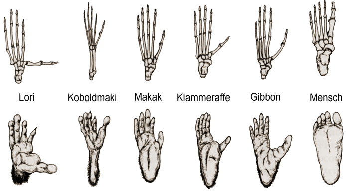 Füße von verschiedenen Primaten