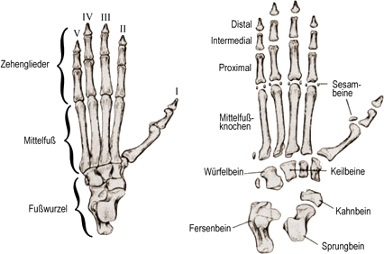 Fußglieder (Phalanges) eines Primaten