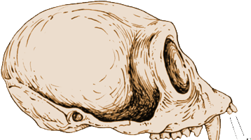 Gebiss eines Gibbons