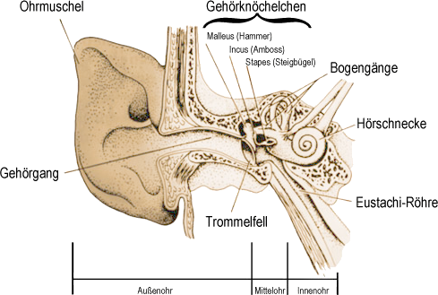 Aufbau des Ohrs eines Primaten