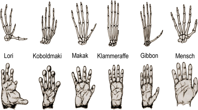 Hände verschiedener Primaten
