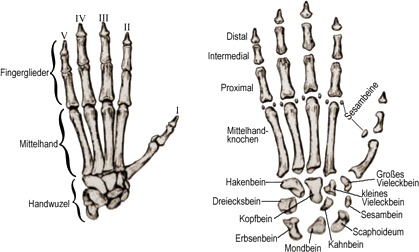 Glieder der Hand eines Primaten