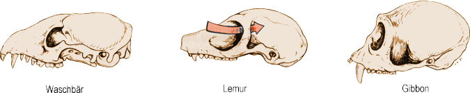 Augenhöhlen der Primaten