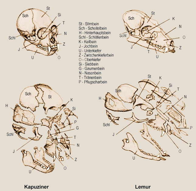 Schädel eines Kapuzineraffen und eines Lemuren