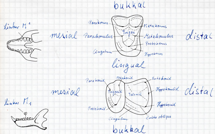 Zahnflächen bei Primaten